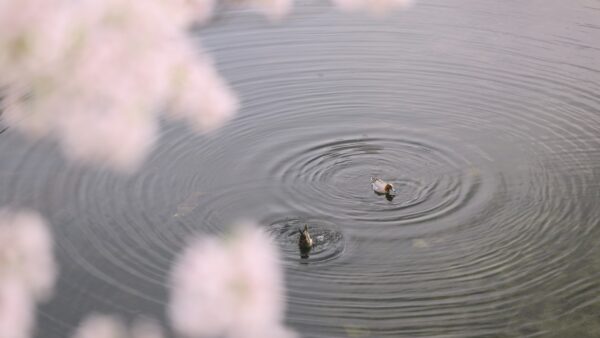 Cherry blossoms at Otonashi River