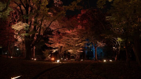 Asukayama Park Autumn Illumination